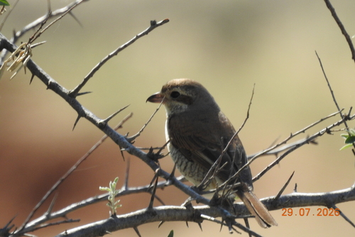 Red-backed Shrike