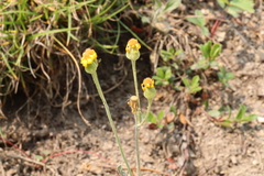 Packera cana, photograph (c) Rowan Fehr, some rights reserved (CC BY)