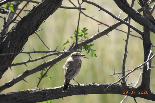 Isabelline Wheatear