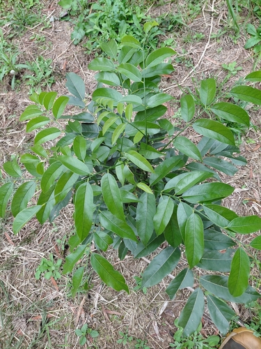 Blackbean