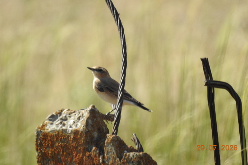 Northern Wheatear