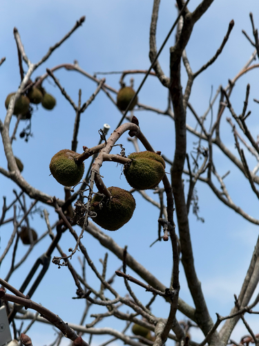 Aesculus parryi, photograph 5