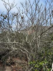 Aesculus parryi, photograph (c) David Murr, some rights reserved (CC BY)