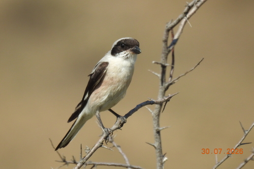 Lesser Grey Shrike
