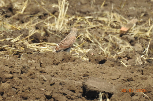 Eurasian Kestrel