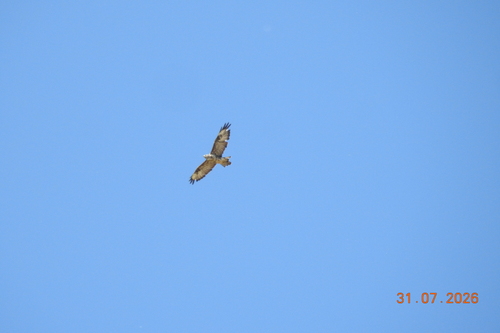 Common Buzzard
