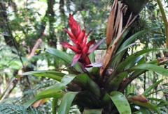 Tillandsia imperialis