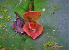 Pleurothallis cardiothallis