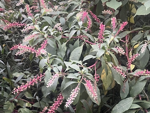 American pokeweed