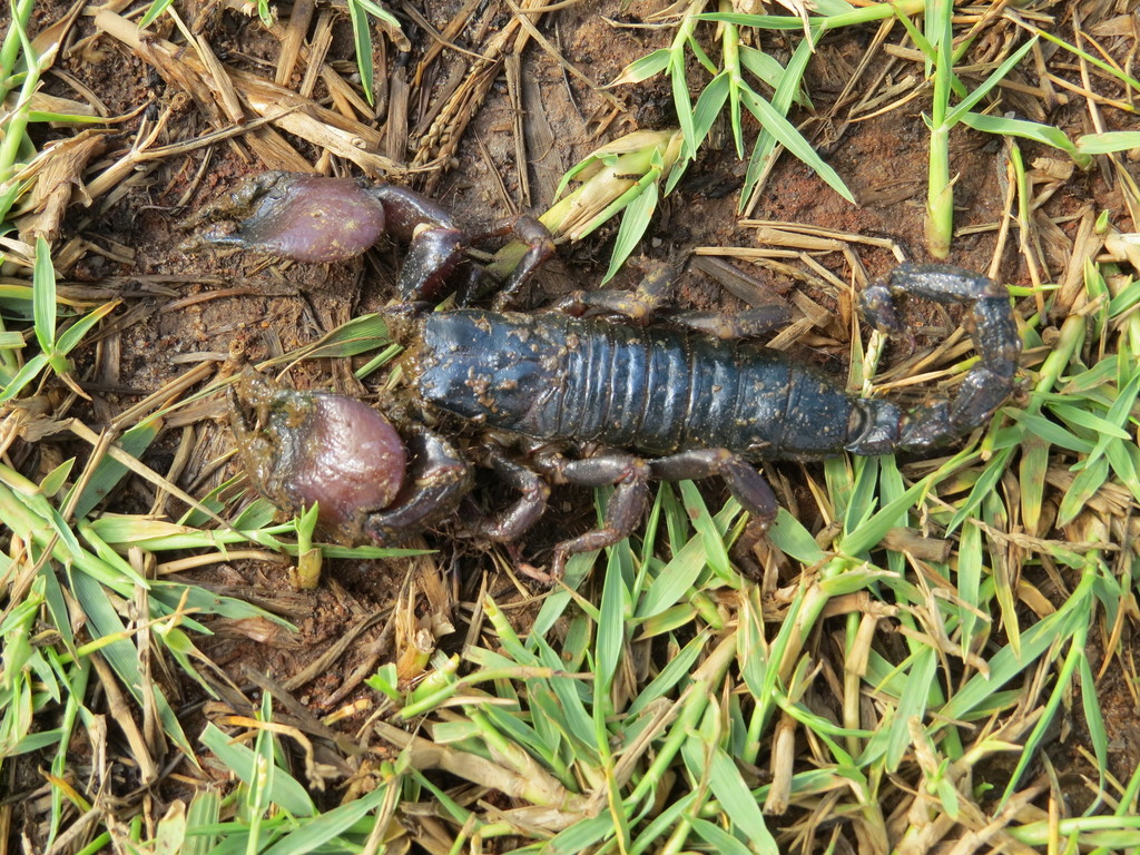 Scorpion rouge de Tanzanie (Pandinoides cavimanus)