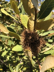 Chrysolepis sempervirens