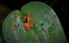Pleurothallis matudana