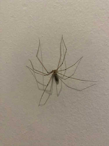 Long-bodied Cellar Spider