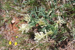 Sophora nuttalliana