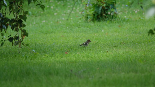 Common Chaffinch