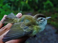Vireo leucophrys