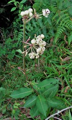 Asclepias similis