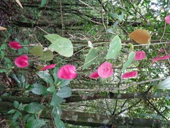 Passiflora membranacea
