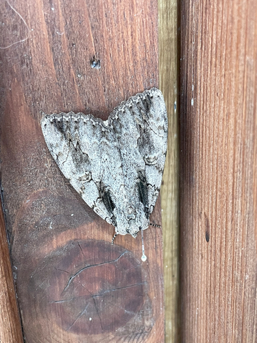 Sweetheart Underwing