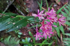 Epidendrum myrianthum