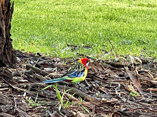 Eastern Rosella