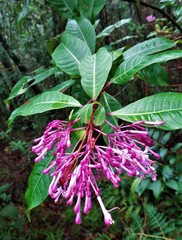 Fuchsia paniculata