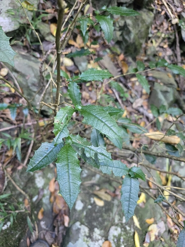 Graptophyllum observed 2026-08-09