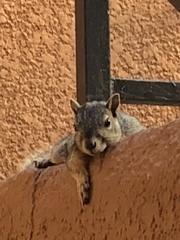 Sciurus niger