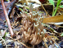 Phaeoclavulina cyanocephala