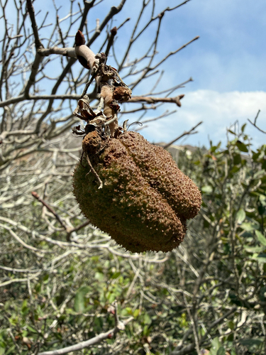Aesculus parryi, photograph 6