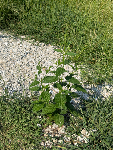 white vervain