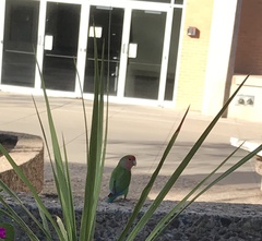 Agapornis roseicollis