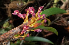 Maxillaria hagsateriana
