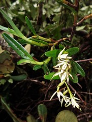 Epidendrum mixtum