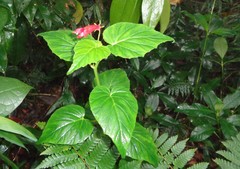 Centropogon cordifolius