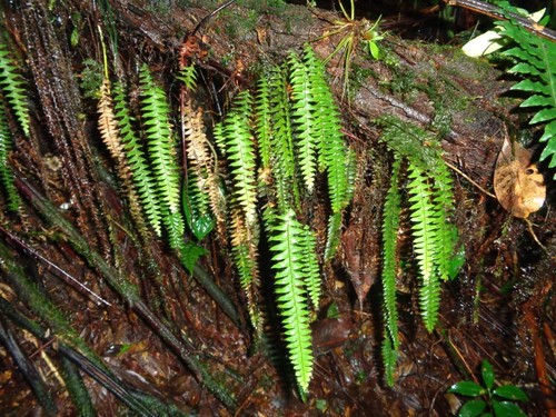 Terpsichore asplenifolia