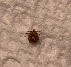 Amblyomma americanum