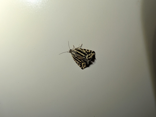 Spotted Sulphur