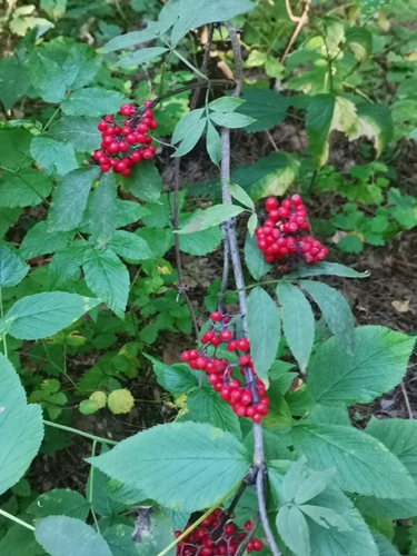 red-berried elder