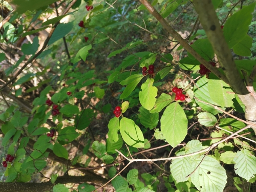Fly Honeysuckle