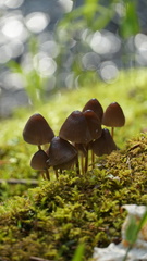 Mycena alcalina