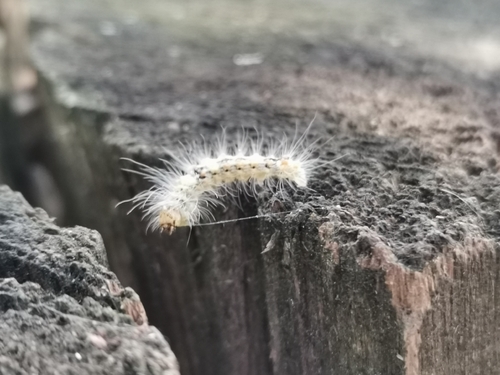 Scarce Merveille du Jour