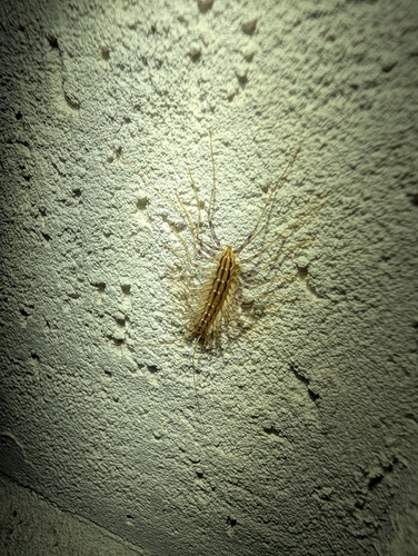 House Centipede