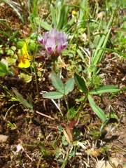 Trifolium willdenovii