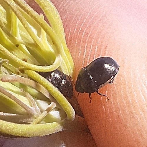 iNaturalist observation photo of Stink Bugs, Shield Bugs, and Allies