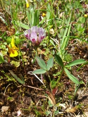 Trifolium willdenovii