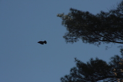 Agelaius phoeniceus