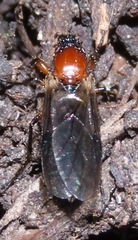 Dilophus strigilatus
