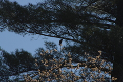 Agelaius phoeniceus