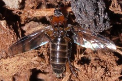 Dilophus strigilatus